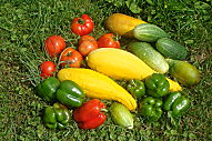 VEGETABLE GARDENING